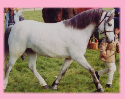 Little Lily showing in hand